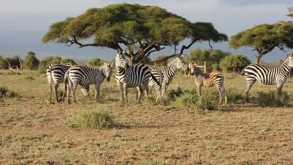 East African grassland wildlife