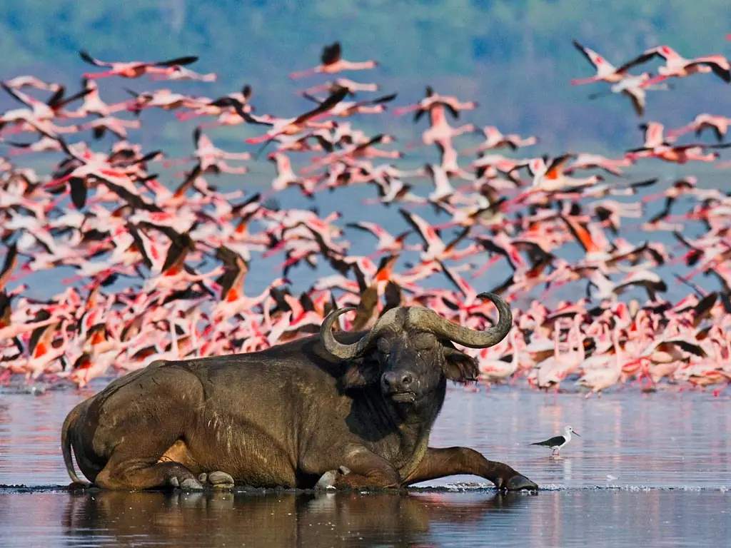 Buffalo and flamingos in a Rift Valley wetland